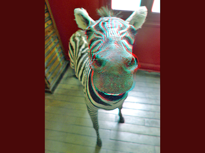 Zebra in the House (Paris, France)