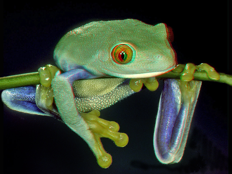 Red-Eyed Tree Frog