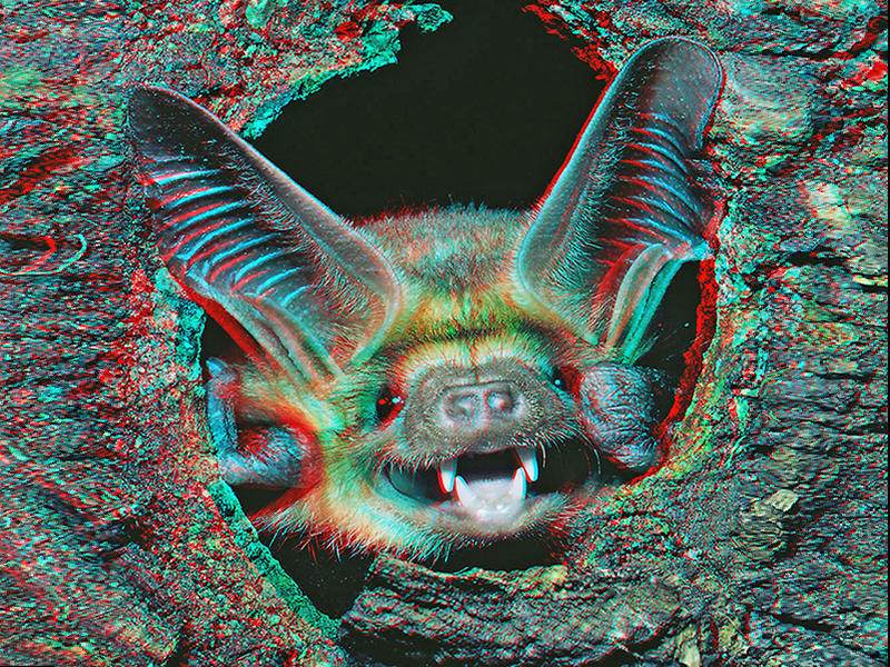 Bat