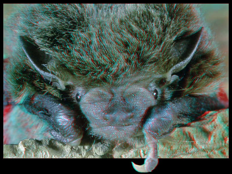 Japanese House Bat