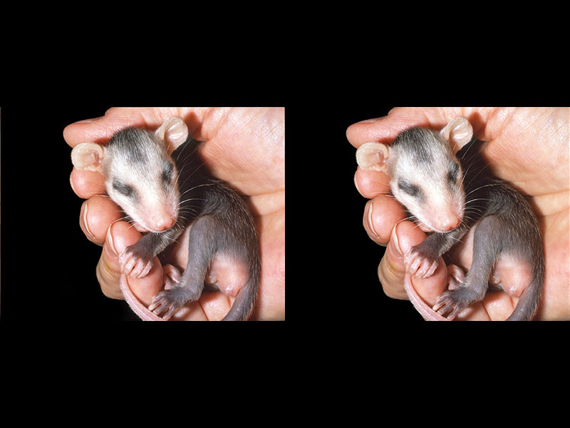 Orphaned Opossum