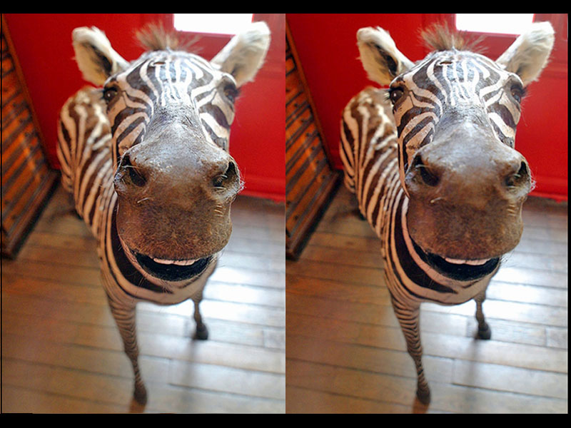 Zebra in the House (Paris, France)