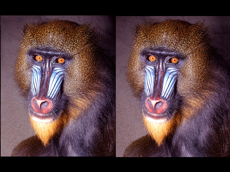 Mandrill