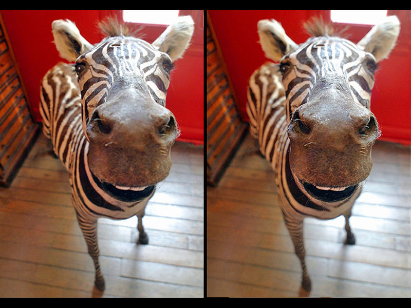 Zebra in the House (Paris, France)