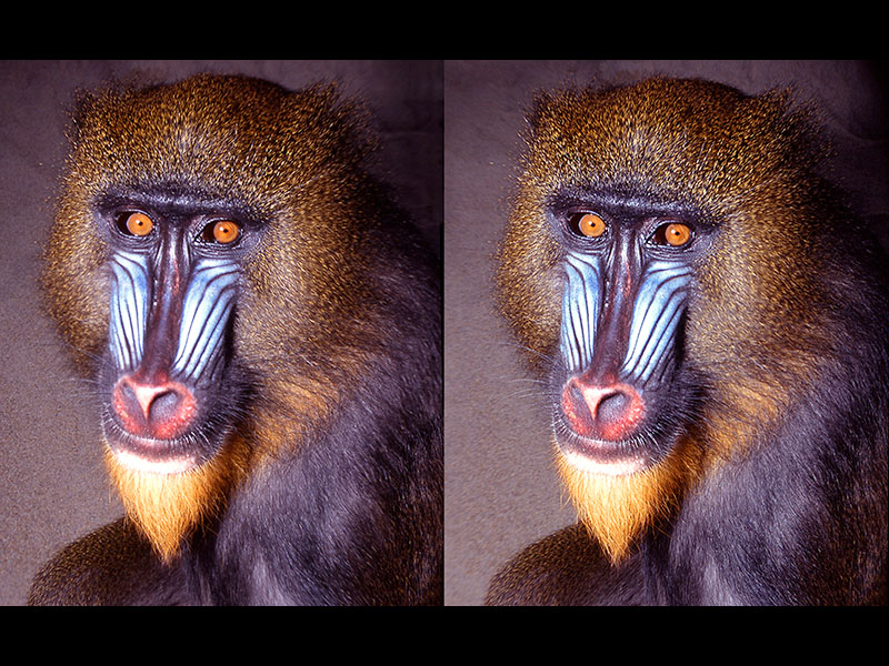 Mandrill