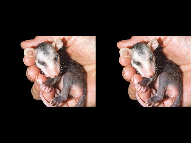 Orphaned Opossum